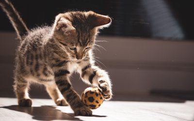 8 Must-Have Items for a Happy Feline