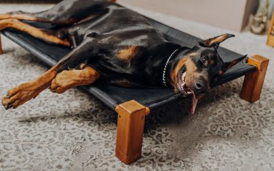 Finding the Perfect Dog Bed for Your Pup