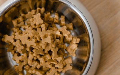 Healthy Dog Food Brands: What to Look For and Top Picks