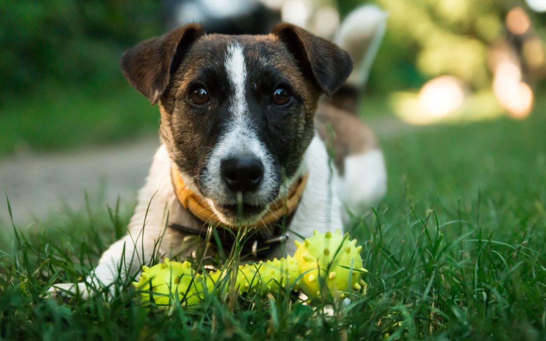 4 Major Benefits of Interactive Dog Toys